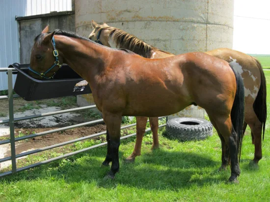 50L de grandes cuves d'alimentation en plastique pour chevaux en plastique à crochet noir de qualité alimentaire (ZY6010)