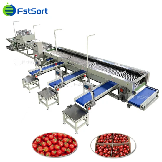 Technologie de transformation des fruits Tri Machine de calibrage des tomates cerises et des patates douces Classification des longanes Classification de la chaux Équipement de traitement des citrons